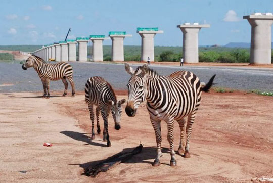 肯尼亚总统高度赞赏，乞力马扎罗山下九游体育(中国)官方网站绿闪耀